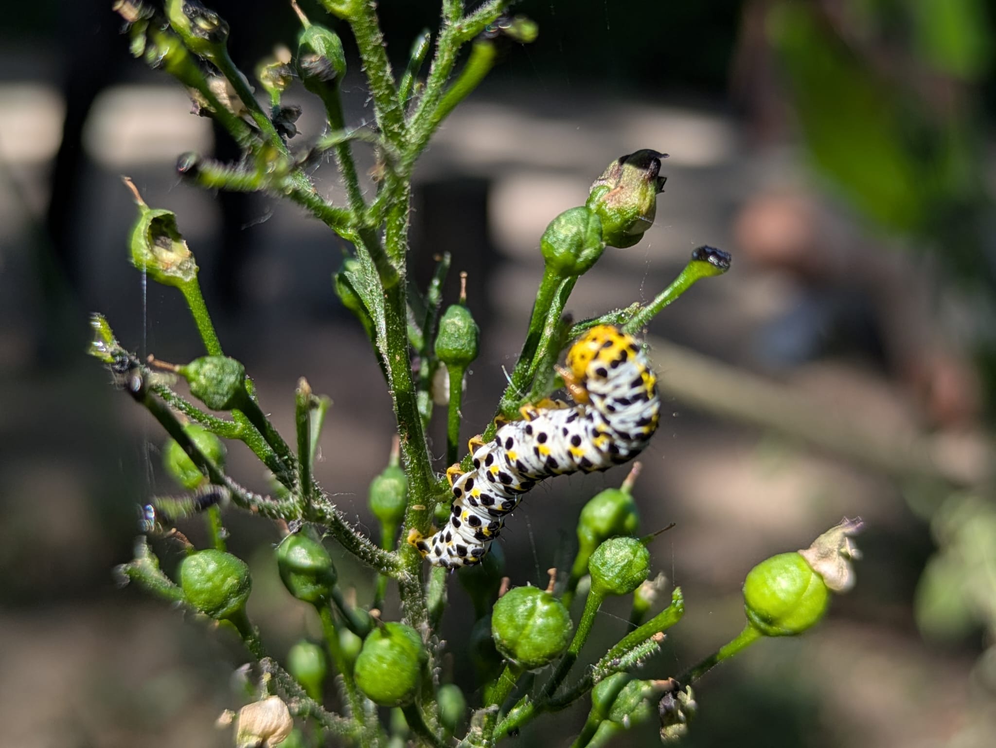 Biodiversiteit